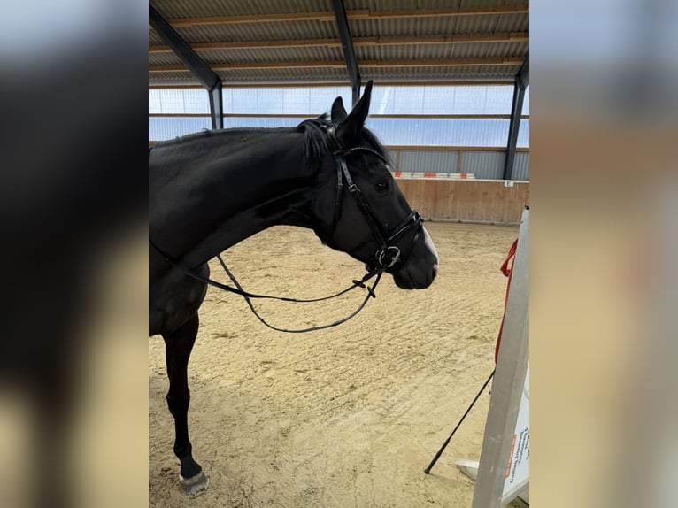 Hanovrien Hongre 4 Ans 170 cm Noir in Kraja