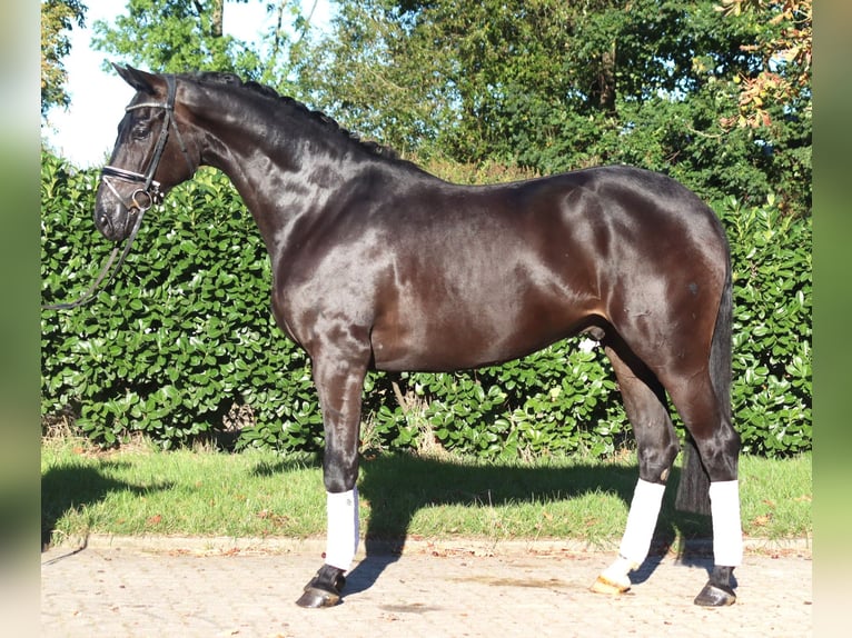 Hanovrien Hongre 4 Ans 170 cm Noir in Selsingen