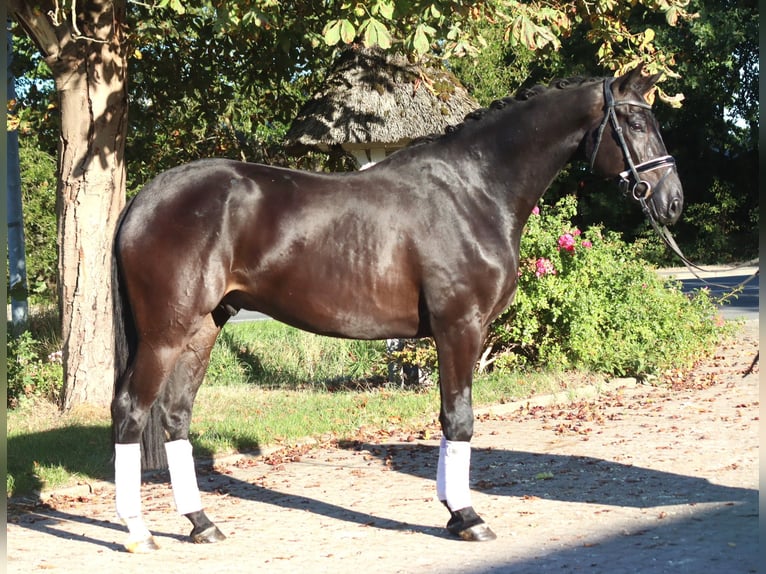 Hanovrien Hongre 4 Ans 170 cm Noir in Selsingen