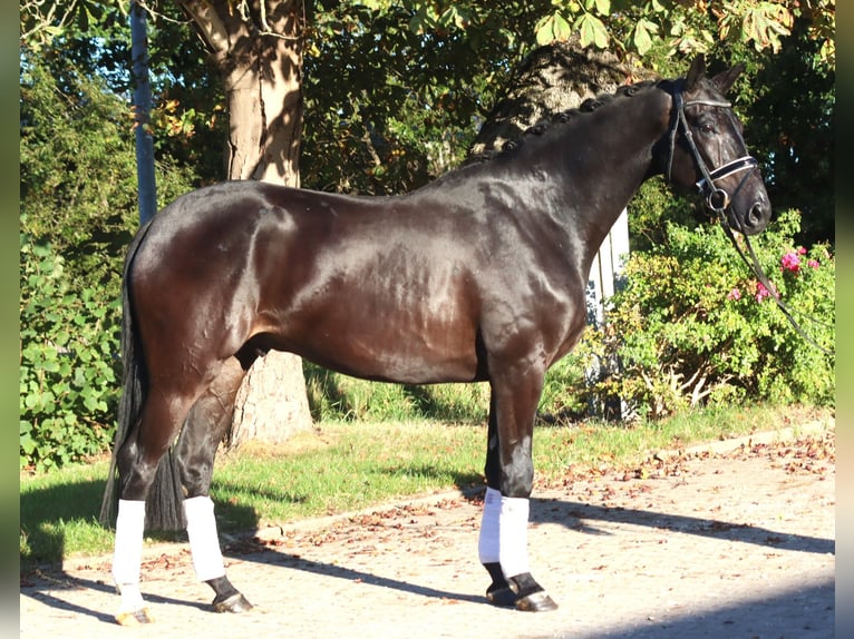 Hanovrien Hongre 4 Ans 170 cm Noir in Selsingen