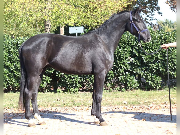 Hanovrien Hongre 4 Ans 170 cm Noir in Selsingen