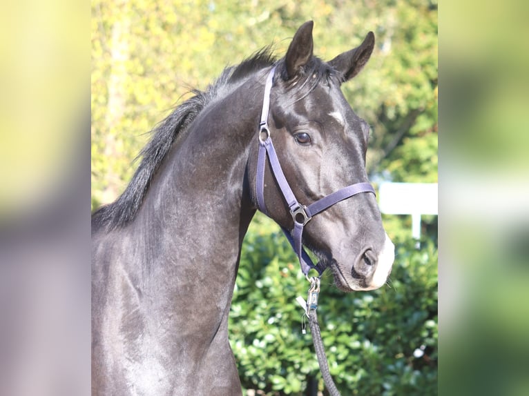 Hanovrien Hongre 4 Ans 170 cm Noir in Selsingen