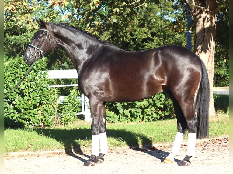 Hanovrien Hongre 4 Ans 170 cm Noir in Selsingen