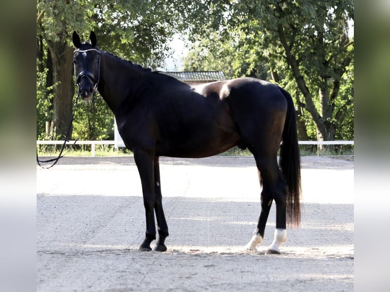 Hanovrien Hongre 4 Ans 170 cm Noir in Hammersbach