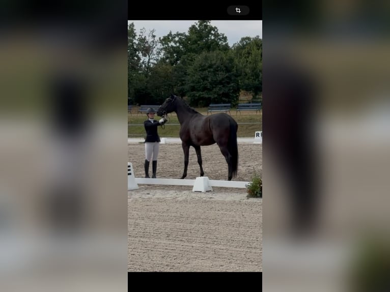 Hanovrien Hongre 4 Ans 170 cm Noir in Schwalmstadt