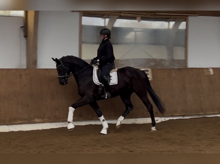 Hanovrien Hongre 4 Ans 170 cm Noir in Hamburg