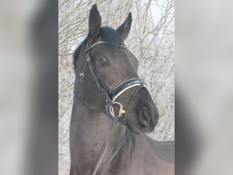 Hanovrien Hongre 4 Ans 170 cm Noir in Hepstedt