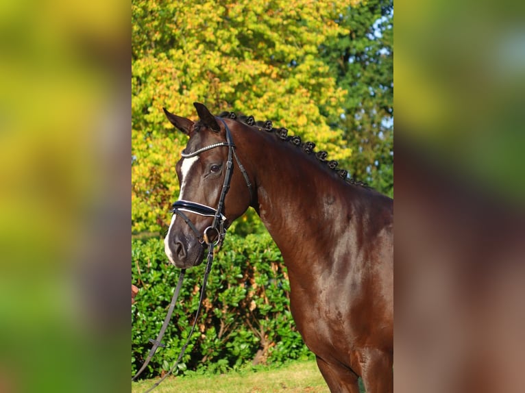 Hanovrien Hongre 4 Ans 170 cm Noir in Selsingen