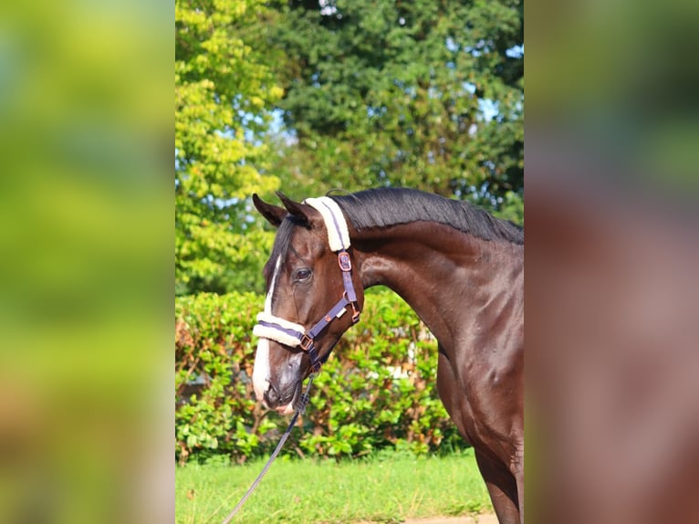 Hanovrien Hongre 4 Ans 170 cm Noir in Selsingen