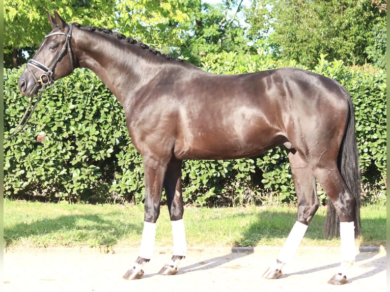 Hanovrien Hongre 4 Ans 170 cm Noir in Selsingen