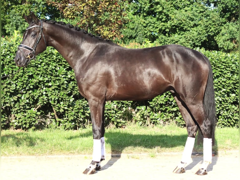 Hanovrien Hongre 4 Ans 170 cm Noir in Selsingen