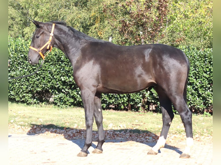 Hanovrien Hongre 4 Ans 170 cm Noir in Selsingen