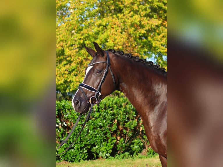 Hanovrien Hongre 4 Ans 170 cm Noir in Selsingen