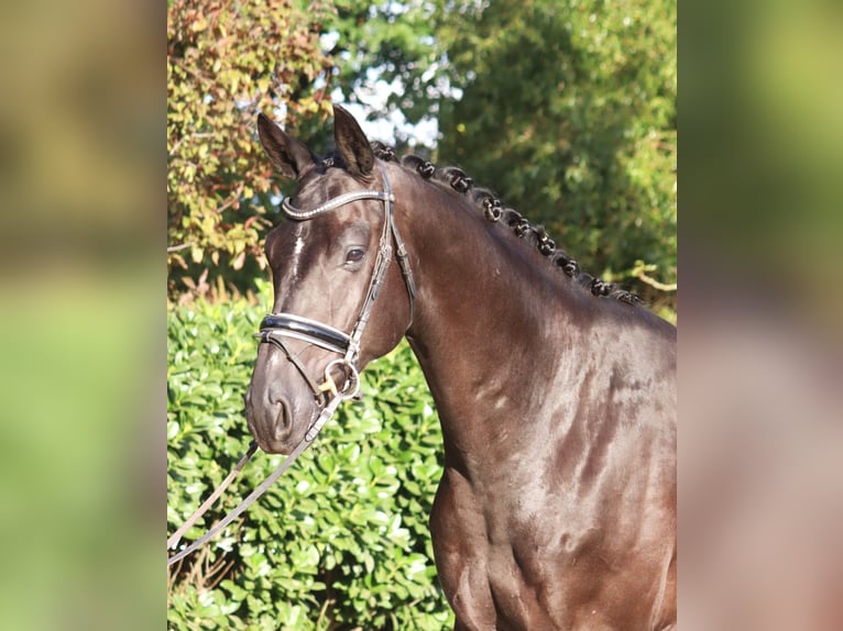 Hanovrien Hongre 4 Ans 170 cm Noir in Selsingen
