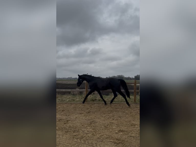 Hanovrien Hongre 4 Ans 170 cm Noir in Weil