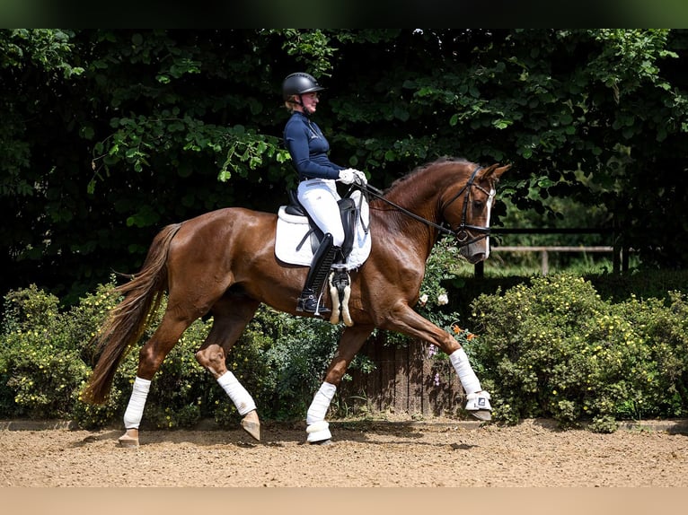 Hanovrien Hongre 4 Ans 171 cm Alezan brûlé in Riedstadt