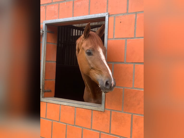 Hanovrien Hongre 4 Ans 171 cm Alezan in Hepstedt