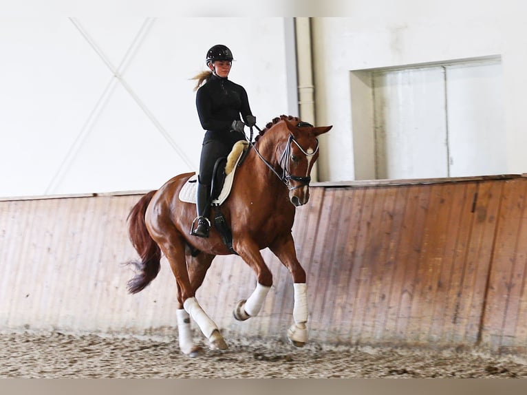 Hanovrien Hongre 4 Ans 171 cm Alezan in Kempen