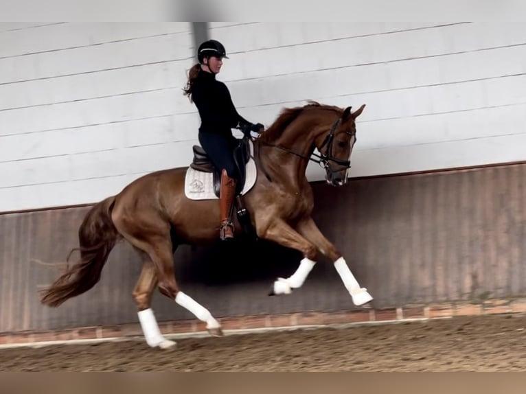 Hanovrien Hongre 4 Ans 171 cm Alezan in Lohne (Oldenburg)