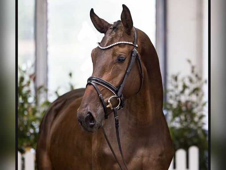 Hanovrien Hongre 4 Ans 171 cm Bai brun in Hasbergen