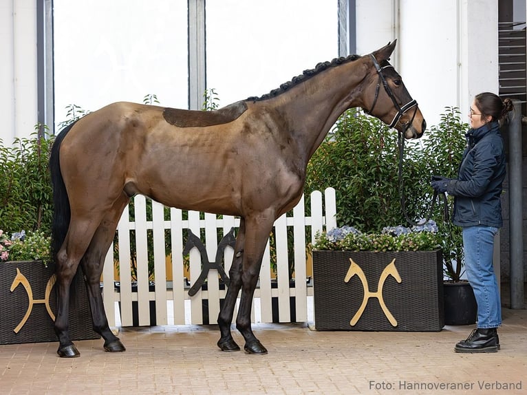 Hanovrien Hongre 4 Ans 171 cm Bai brun in Verden