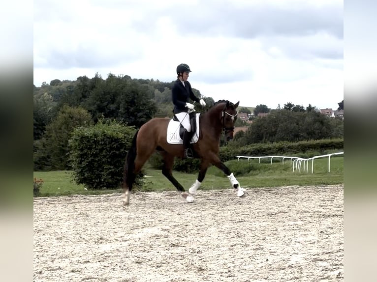 Hanovrien Hongre 4 Ans 171 cm Bai in Dr&#xFC;beck