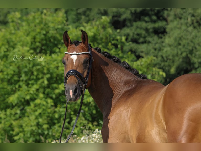 Hanovrien Hongre 4 Ans 171 cm Bai in Dr&#xFC;beck