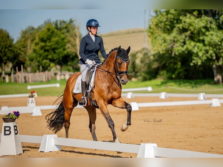 Hanovrien Hongre 4 Ans 171 cm Bai in Dr&#xFC;beck