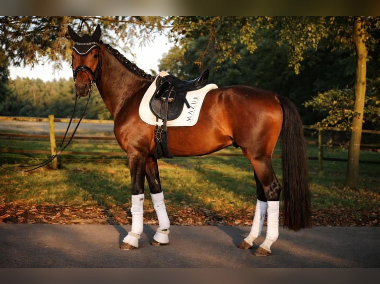 Hanovrien Hongre 4 Ans 171 cm Bai in Fürstenau