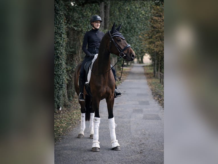 Hanovrien Hongre 4 Ans 171 cm Bai in Fürstenau