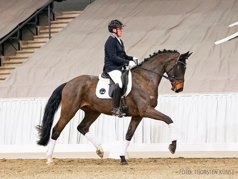 Hanovrien Hongre 4 Ans 171 cm Bai in Verden