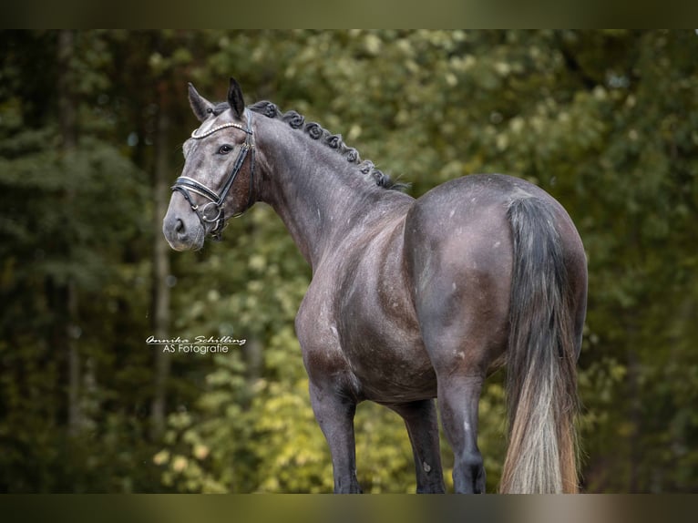 Hanovrien Hongre 4 Ans 171 cm Gris noir in Wehringen