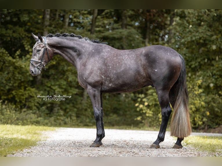 Hanovrien Hongre 4 Ans 171 cm Gris noir in Wehringen