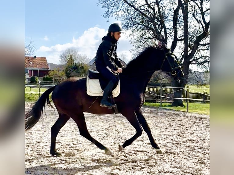 Hanovrien Hongre 4 Ans 171 cm Noir in Dransfeld