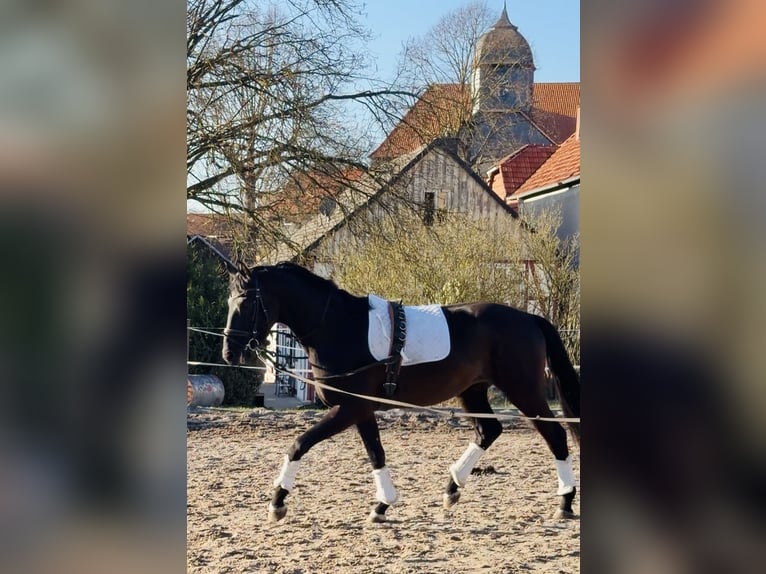 Hanovrien Hongre 4 Ans 171 cm Noir in Dransfeld