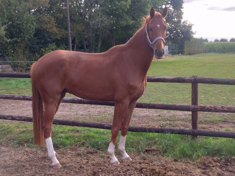 Hanovrien Hongre 4 Ans 172 cm Alezan in Ahlerstedt