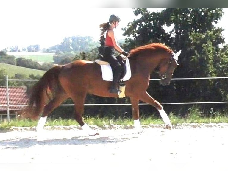 Hanovrien Hongre 4 Ans 172 cm Alezan in Frielendorf