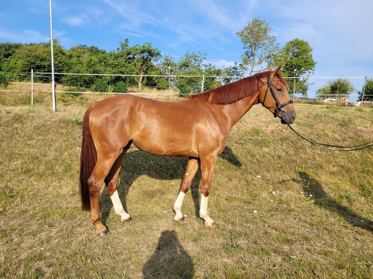 Hanovrien Hongre 4 Ans 172 cm Alezan in Frielendorf
