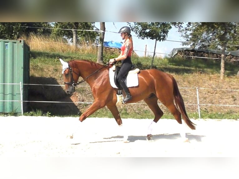 Hanovrien Hongre 4 Ans 172 cm Alezan in Frielendorf