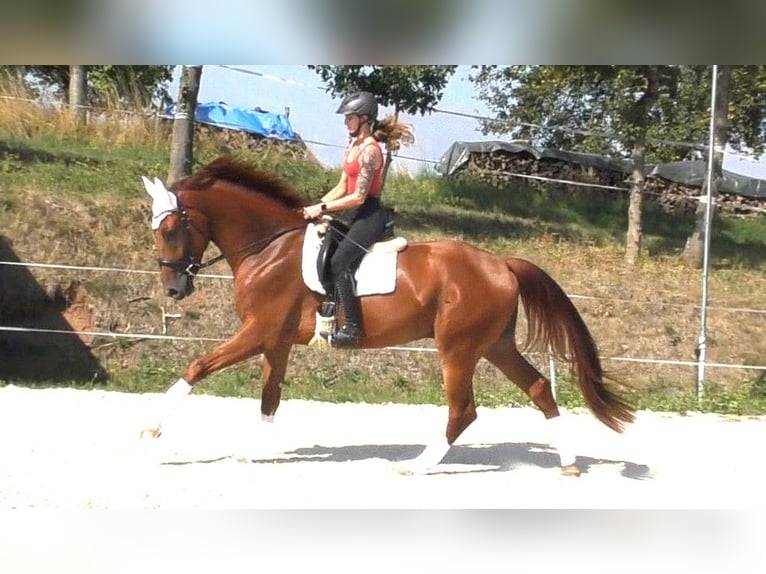 Hanovrien Hongre 4 Ans 172 cm Alezan in Frielendorf