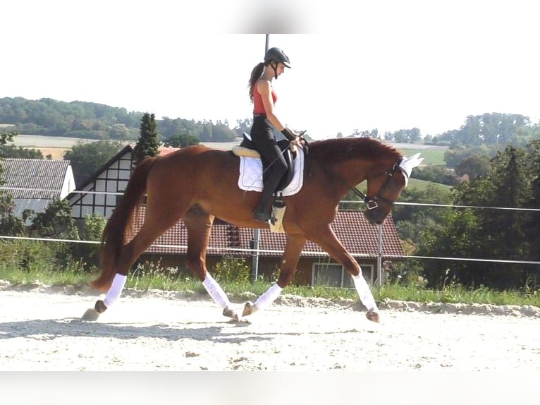 Hanovrien Hongre 4 Ans 172 cm Alezan in Frielendorf