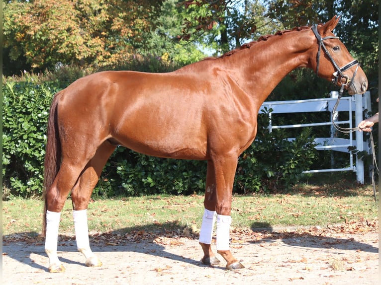 Hanovrien Hongre 4 Ans 172 cm Alezan in Selsingen