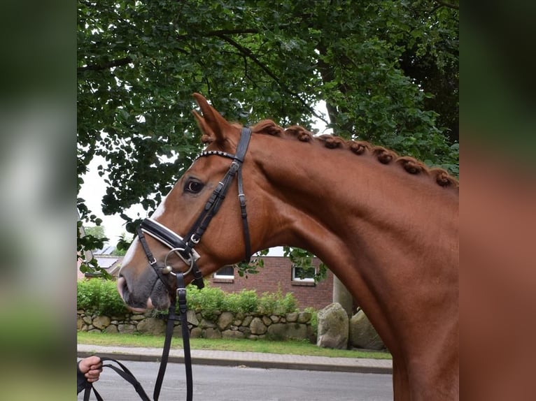 Hanovrien Hongre 4 Ans 172 cm Alezan in Fredenbeck