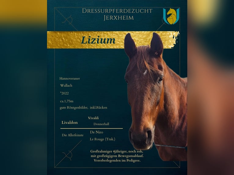 Hanovrien Hongre 4 Ans 172 cm Alezan in Jerxheim