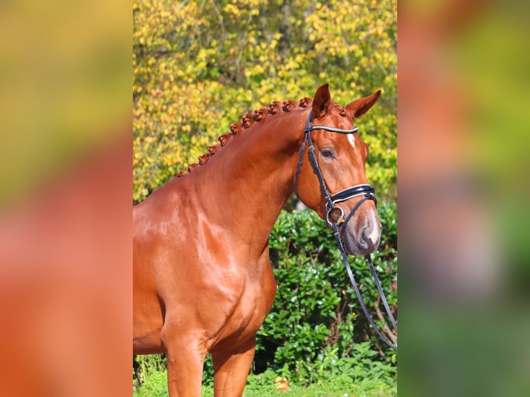 Hanovrien Hongre 4 Ans 172 cm Alezan in Selsingen