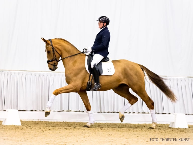 Hanovrien Hongre 4 Ans 172 cm Alezan in Verden