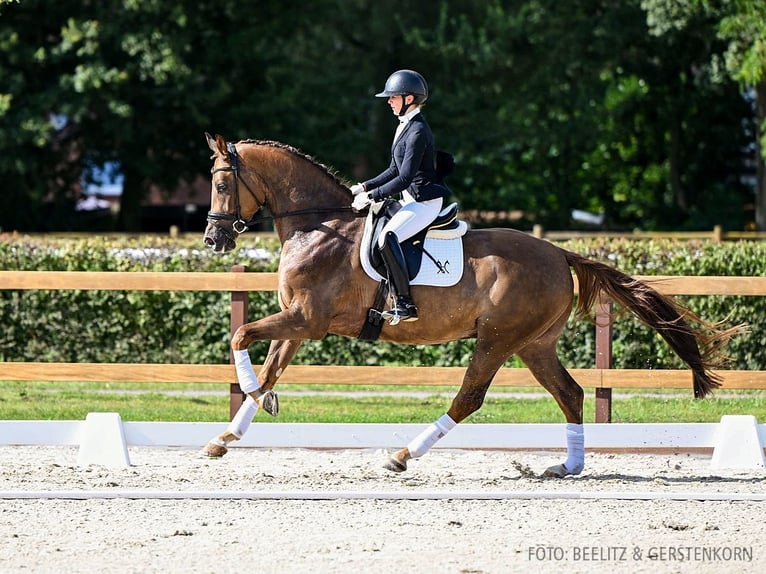 Hanovrien Hongre 4 Ans 172 cm Alezan in Verden