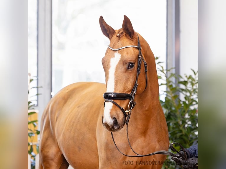 Hanovrien Hongre 4 Ans 172 cm Alezan in Verden