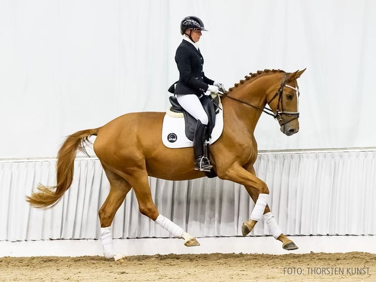 Hanovrien Hongre 4 Ans 172 cm Alezan in Verden