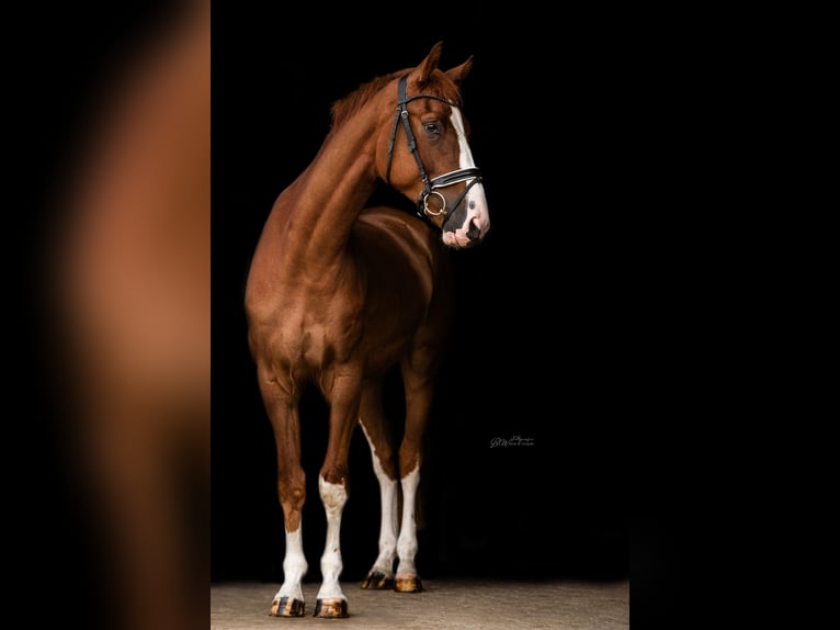 Hanovrien Hongre 4 Ans 172 cm Alezan in Bad Pyrmont